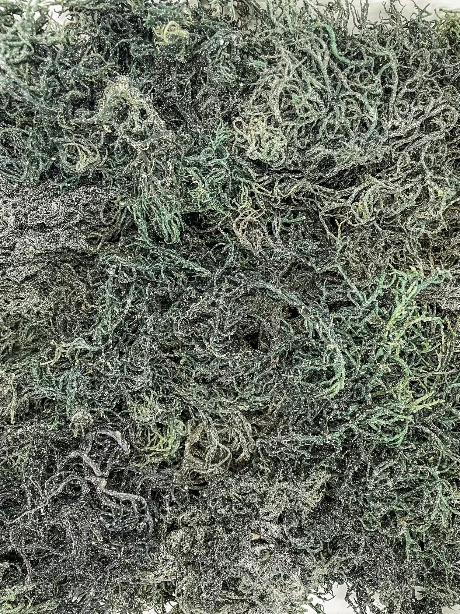 St. Lucia Raw Sea Moss (Green) - The Health Trap